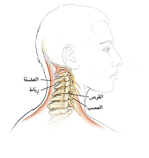 صورة جانبية لرأس وعنق تُظهر العمود الفقري، والأربطة، والأقراص، والأعصاب، والعضلات.