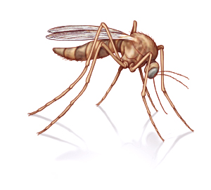 Mosquito